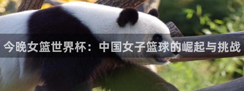 今天所有足球赛程表：今晚女篮世界杯：中国女子篮球的崛起与挑战
