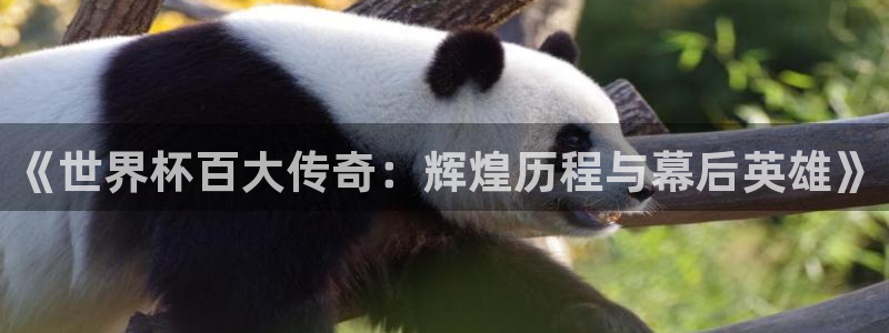 足球世界杯2026年赛程时间表：《世界杯百大传奇：辉煌历程与幕后英雄》